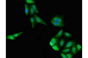 Immunofluorescent analysis of HepG2 cells using ABIN7156667 at dilution of 1:100 and Alexa Fluor 488-congugated AffiniPure Goat Anti-Rabbit IgG(H+L) (IFIT2 anticorps  (AA 130-265))