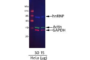 Western Blotting (WB) image for Donkey anti-Goat IgG (Heavy & Light Chain) antibody (DyLight 800) - Preadsorbed (ABIN7446338)