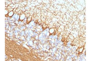 Formalin-fixed, paraffin-embedded Rat Cerebellum stained with Neurofilament Mouse Monoclonal Antibody (NF421). (NEFH anticorps)