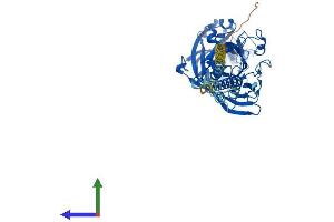 AlphaFold protein structure predicition of Mouse Recombinant Scarb1 Protein, UniprotID Q61009