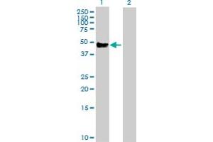Western Blot analysis of CD14 expression in transfected 293T cell line by CD14 MaxPab polyclonal antibody. (CD14 anticorps  (AA 1-375))