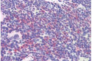 Mouse spleen: Formalin-Fixed, Paraffin-Embedded (FFPE) (IDO1 anticorps  (AA 129-141))