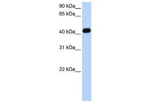 CKMT2 antibody used at 1 ug/ml to detect target protein. (CKMT2 anticorps)