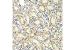 Immunohistochemistry of paraffin-embedded rat kidney using PRKAB2 antibody at dilution of 1:100 (x40 lens). (PRKAB2 anticorps)
