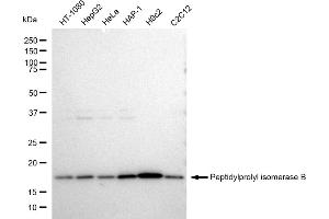 Western blotting analysis using Peptidylprolyl isomerase B antibody (ABIN7798230). (Recombinant PPIB anticorps)