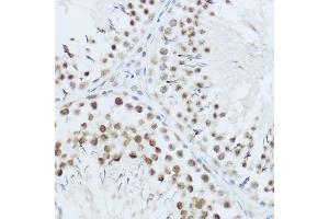 Immunohistochemistry of paraffin-embedded mouse testis using SRRM1 Rabbit pAb (ABIN6133184, ABIN6148463, ABIN6148464 and ABIN6221692) at dilution of 1:450 (40x lens). (SRRM1 anticorps  (AA 1-160))