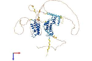 AlphaFold protein structure predicition of Mouse Recombinant Brd3 Protein, UniprotID Q8K2F0