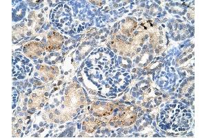 EDG8 antibody was used for immunohistochemistry at a concentration of 4-8 ug/ml to stain Epithelial cells of renal tubule (arrows) in Human Kidney. (S1PR5 anticorps  (N-Term))