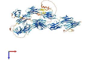AlphaFold protein structure predicition of Mouse Recombinant Mybpc3 Protein, UniprotID O70468