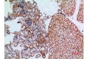 Immunohistochemistry (IHC) analysis of paraffin-embedded Mouse Kidney, antibody was diluted at 1:100. (JAG1 anticorps  (Internal Region))