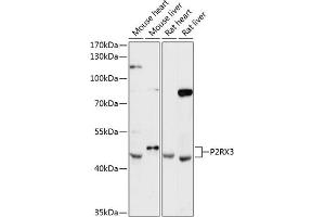 Western blot analysis of extracts of various cell lines, using P2RX3 antibody (ABIN6132577, ABIN6145111, ABIN6145114 and ABIN6216793) at 1:3000 dilution. (P2RX3 anticorps  (AA 328-397))