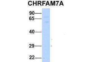 Host:  Rabbit  Target Name:  CHRFAM7A  Sample Type:  Human Fetal Muscle  Antibody Dilution:  1. (CHRFAM7A anticorps  (Middle Region))