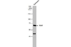 WB Image P2X7 antibody detects P2X7 protein by western blot analysis.