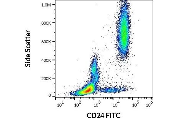 CD24 anticorps  (FITC)