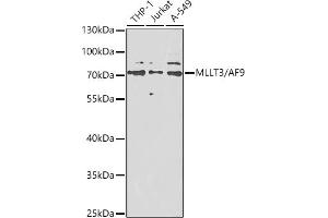 Western blot analysis of extracts of various cell lines, using MLLT3/ antibody (ABIN6132352, ABIN6143888, ABIN6143889 and ABIN6222546) at 1:1000 dilution. (AF9 anticorps  (AA 1-150))