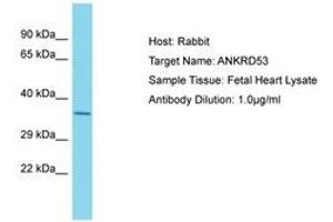 Image no. 1 for anti-Ankyrin Repeat Domain 53 (ANKRD53) (AA 79-128) antibody (ABIN6750686) (ANKRD53 anticorps  (AA 79-128))