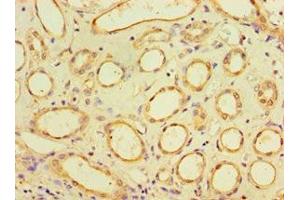 Immunohistochemistry of paraffin-embedded human kidney tissue using ABIN7170920 at dilution of 1:100 (SUGCT anticorps  (AA 1-250))