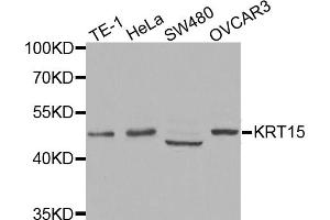 Western blot analysis of extracts of various cell lines, using KRT15 antibody (ABIN5971439) at 1:400 dilution. (KRT15 anticorps)