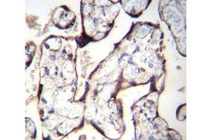 TGFBR2 antibody immunohistochemistry analysis in formalin fixed and paraffin embedded human placenta tissue.