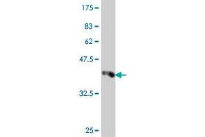Western Blot detection against Immunogen (37.