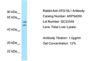 WB Suggested Anti-ATG16L1 Antibody Titration: 0. (ATG16L1 anticorps  (Middle Region))