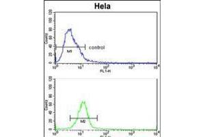 Flow cytometric analysis of Hela cells (bottom histogram) compared to a negative control cell (top histogram). (EPH Receptor B3 anticorps)