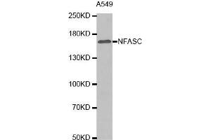 Western blot analysis of extracts of A549 cell lysate, using NFASC antibody. (NFASC anticorps  (AA 830-1100))