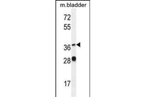 FADS6 Antibody (C-term) (ABIN655430 and ABIN2844967) western blot analysis in mouse bladder tissue lysates (35 μg/lane). (FADS6 anticorps  (C-Term))