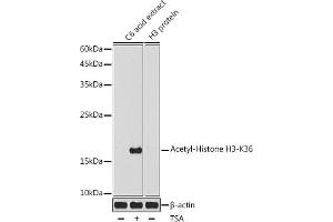 Western blot analysis of extracts of C6 cells, using Acetyl-Histone H3-K36 antibody (ABIN7267739) at 1:1000 dilution.
