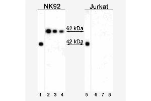 Analysis of T-bet Expression by Western Blot and Immunohistochemistry. (T-Bet anticorps)