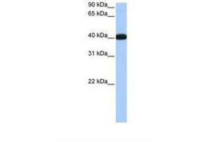 Image no. 1 for anti-NOP56 Ribonucleoprotein Homolog (NOP56) (C-Term) antibody (ABIN6737941) (NOP56 anticorps  (C-Term))