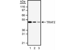Western blot analysis of TRAF2. (TRAF2 anticorps  (AA 93-199))