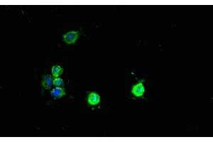 Immunofluorescent analysis of Hela cells using ABIN7166614 at dilution of 1:100 and Alexa Fluor 488-congugated AffiniPure Goat Anti-Rabbit IgG(H+L) (PCBD1 anticorps  (AA 2-104))