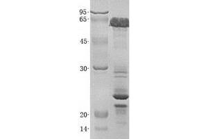 Validation with Western Blot
