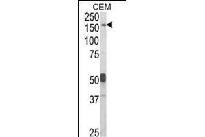 Western blot analysis of CNTN Antibody (Center) (ABIN652646 and ABIN2842434) in CEM cell line lysates (35 μg/lane). (CNTNAP2 anticorps  (AA 1079-1106))