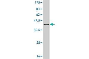 Western Blot detection against Immunogen (35. (JAG2 anticorps  (AA 121-210))