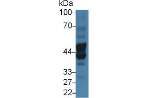 Detection of BGN in Porcine Kidney lysate using Polyclonal Antibody to Biglycan (BGN)