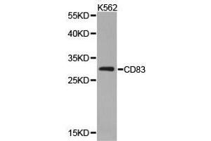 Western Blotting (WB) image for anti-CD83 (CD83) antibody (ABIN1871655) (CD83 anticorps)