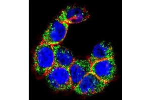 Immunofluorescence (IF) image for anti-Mucin 20, Cell Surface Associated (MUC20) antibody (ABIN2995266) (MUC20 anticorps)