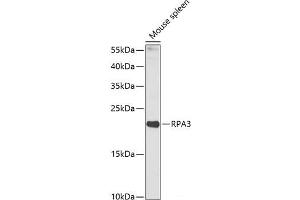 Western blot analysis of extracts of Mouse spleen using RPA3 Polyclonal Antibody at dilution of 1:1000. (RPA3 anticorps)