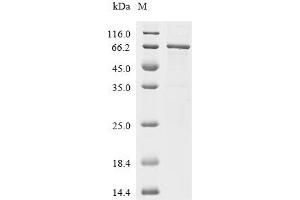 Interleukin 23, alpha subunit p19 (IL23A) (AA 20-189), (full length) protein (MBP tag,His-Avi Tag)