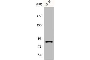 Western Blot analysis of COS7 cells using ENX-2 Polyclonal Antibody (EZH1 anticorps  (Internal Region))