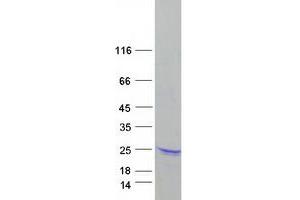 Validation with Western Blot