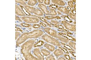 Immunohistochemistry of paraffin-embedded mouse kidney using ERK1/2 Rabbit mAb (ABIN7268620) at dilution of 1:100 (40x lens).