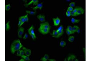 anti-Histamine Receptor H4 (HRH4) (AA 204-292) antibody
