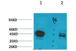 Western Blot (WB) analysis of 1) Rat LiverTissue, 2)Jurkat with Ghrelin Receptor Rabbit Polyclonal Antibody diluted at 1:2000. (GHSR anticorps)