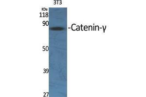 Western Blot (WB) analysis of specific cells using Catenin-gamma Polyclonal Antibody. (JUP anticorps  (C-Term))