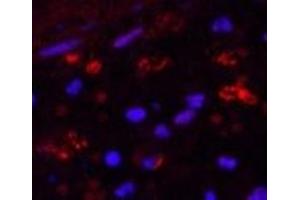 Immunofluorescence analysis of Human appendix tissue using HAO1 Monoclonal Antibody at dilution of 1:200.
