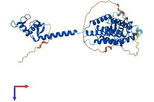 AlphaFold protein structure predicition of Human Recombinant VDR Protein, UniprotID P11473