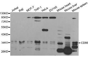 Western blot analysis of extracts of various cell lines, using CD86 antibody. (CD86 anticorps  (AA 30-247))